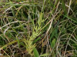 Image result for Thesium