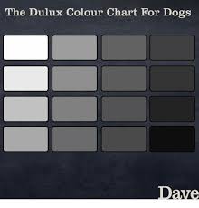 The Dulux Colour Chart For Dogs Dave Dogs Meme On Me Me