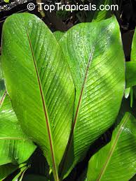Image result for Ensete ventricosum