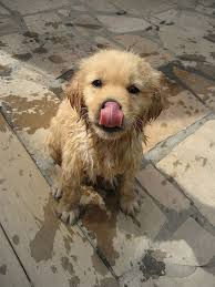 Golden Puppy Bath Time Look At The Cute Little Face Goldenretrieverpuppy Cute Baby Dogs Cute Animals Cute Baby Animals
