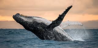 Image result for whale