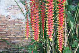 Hanging Lobster Claw Heliconia Rostrata Flower In The Garden Stock Photo Picture And Royalty Free Image Image 72975934