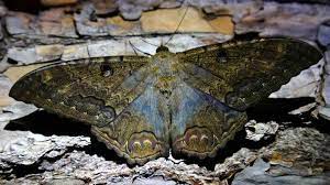 Son De Mal Aguero Las Mariposas Negras Conoce Cual Es Su Significado Noticias De El Salvador