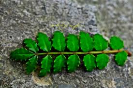 Image result for Zanthoxylum tenuipedicellatum