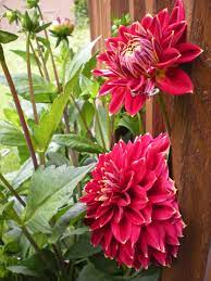 Dahlia Maxime Dahlia Flower Dahlia Flower Garden