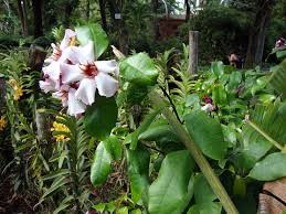 Image result for Strophanthus