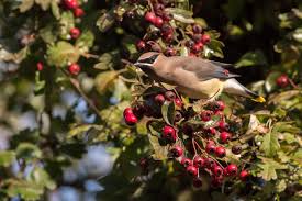 Hawthorn football club, melbourne, vic. Why Birds Can Eat Hawthorns Birdwatching