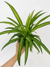 Image result for Chlorophytum comosum