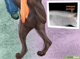 What are the signs of prostate cancer in dogs? 3 Ways To Diagnose Prostate Disease In Intact Male Dogs Wikihow Pet
