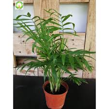 Cat palm tree, large air purifying houseplant, pet safe live indoor/outdoor plant, 3 gallon pot. Live Indoor Plant Chamaedorea Cataractarum Cat Palm For Home Office Decoration Shopee Malaysia