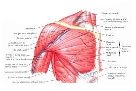 Chest muscles anatomy for bodybuilders. 10 Best Chest Exercises For Men Man Of Many
