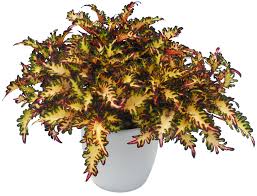Image result for Coleus meyeri