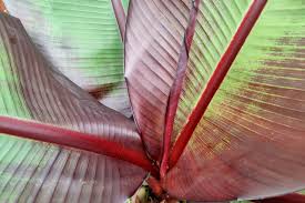 Image result for Ensete ventricosum