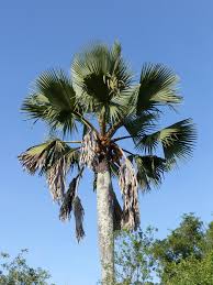 Image result for Borassus aethiopum