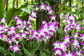 Image result for Orchidaceae