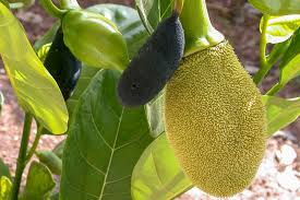 Image result for Artocarpus heterophyllus