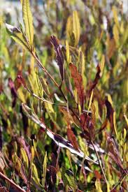 Image result for Dodonaea viscosa