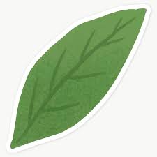Green Leaf Sticker Transparent Png Premium Image By Rawpixel Com Katie Moir Flower Illustration Leaves Illustration Green Aesthetic