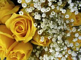 We did not find results for: Cosentino Filler Flowers Play An Important Role Carmen Cosentino Auburnpub Com
