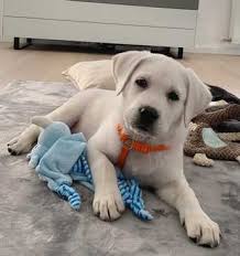 Puppyfinder.com is your source for finding an ideal puppy for sale in michigan, usa area. Labrador Retriever Puppies Lab Puppy For Sale Lab Puppies For Sale Labrador Retriever Puppies For Sale Sammy Labrador Retriever