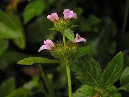 Image result for Clinopodium uhligii