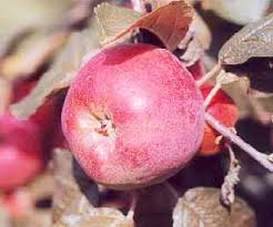 Well you're in luck, because here they come. Gascoyne S Scarlet Apple Fruit Trees For Sale Order Online