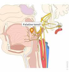 Image result for tonsilla palatina
