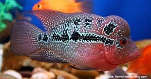 Ikan hias air tawar jenis wakin ini masih tergolong ke dalam kategori ikan mas biasa. 8 Ikan Hias Air Tawar Yang Mudah Dipelihara Dan Harga Murah