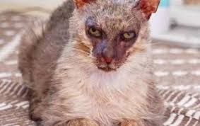 Explore tweets of wolf, yes that is my name. Wolf Cat Archives Katniss Cat Reporter