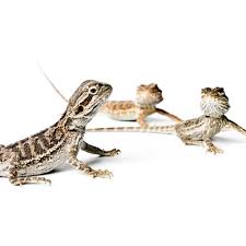 Does petco have bearded dragons? Bearded Dragons For Sale Buy Live Bearded Dragons For Sale Petco