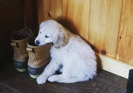 Check spelling or type a new query. Akc Inspected Maine Breeder Of Quality Golden Retriever Puppies Akc Golden Retriever Puppies