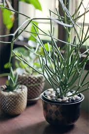 These are stonecrop plants that form rosettes. Pencil Cactus Wit Whistle