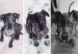 My Wife And Adopted A Sick Puppy A Few Weeks Back And After A Lot Of Love And Food He S Getting Exponentially Cuter Sick Puppies New Puppy Animals