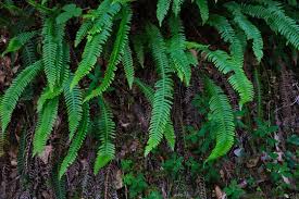 Image result for Blechnaceae