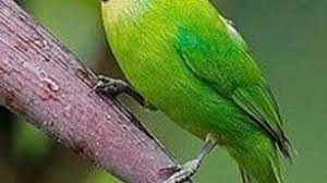 Jun 17, 2021 · jumadi menyebutkan berbagai jenis burung yang diamankan di antaranya burung jalak kebo 930 ekor, prenjak 510 ekor, gelatik 210 ekor, perkutut 270 ekor, pleci 96 ekor, kepodang 24 ekor, kolibri lima ekor, muncang dua ekor, cucak ijo mini lima ekor, dan cucak ranting lima ekor. Cara Budidaya Cucak Ijo Mini Dan Perawatannya Ilmubudidaya Com