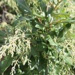 Image result for Searsia acuminatissima