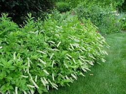 Little henry® itea virginica 'sprich' uspp 10,988 Virginia Sweetspire Little Henry Garden Housecalls