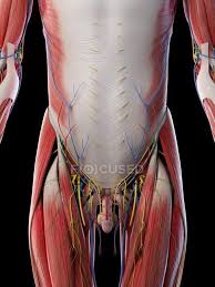 The pelvic region is the area between the trunk and the lower extremities, or legs. Male Lower Body Anatomy And Musculature Computer Illustration Nerves Human Anatomy Stock Photo 318065242