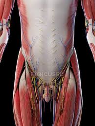 Jul 30, 2020 · the muscles of the lower back, including the erector spinae and quadratus lumborum muscles, contract to extend and laterally bend the vertebral column. Male Lower Body Anatomy And Musculature Computer Illustration Nerves Human Anatomy Stock Photo 318065242