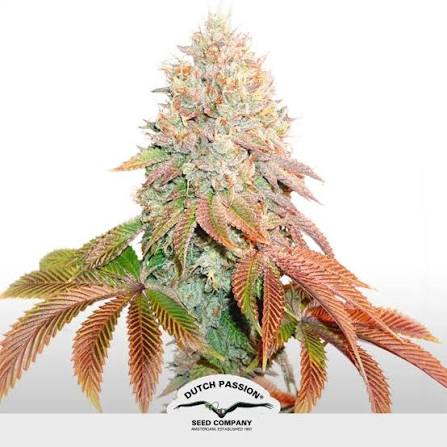 Semillas de rápida floración