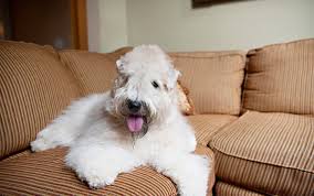 The soft coated wheaten terrier is an agile, playful, and spirited breed. Soft Coated Wheaten Terrier Dog Breed Information