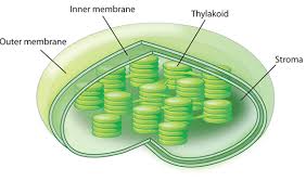 Chloroplasts Are Organelles Inside Plant And Algal Cells Their Main Role Is To Conduct Photo Plant Cell Photosynthesis And Cellular Respiration Photosynthesis