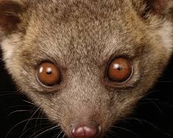 Image result for Olinia vanguerioides