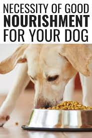 Necessity Of Good Nourishment For Your Dog Diy Dog Food Organic Dog Food Dog Food Recipes Healthy Safe Dog Food D Dog Wellness Dog Nutrition Dog Safe Food