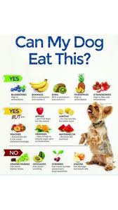 We did not find results for: Can My Dog Eat This An Immersive Guide By Nikki Ross Parenting Relationship Advices Dog Training
