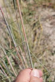 Image result for Andropogon schirensis