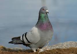 Epingle Sur Pigeons
