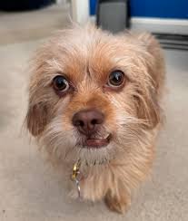 Oh, what a pampered life my foster kittens lead! #fosterkittens  #fosteringsaveslives