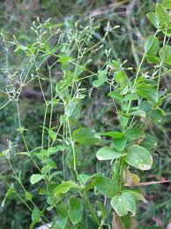 Image result for Drymaria