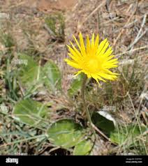 Image result for Haplocarpha scaposa